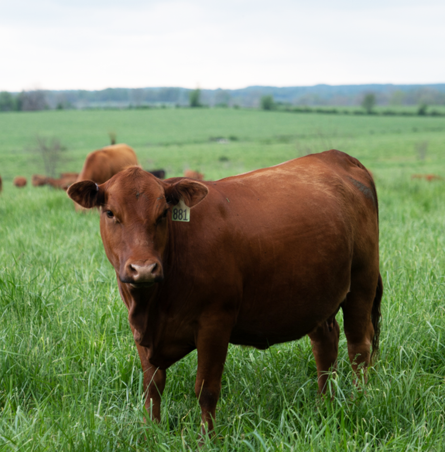 Brown cow with yellow tag on its ear standing in field of tall green grass looking at camera.