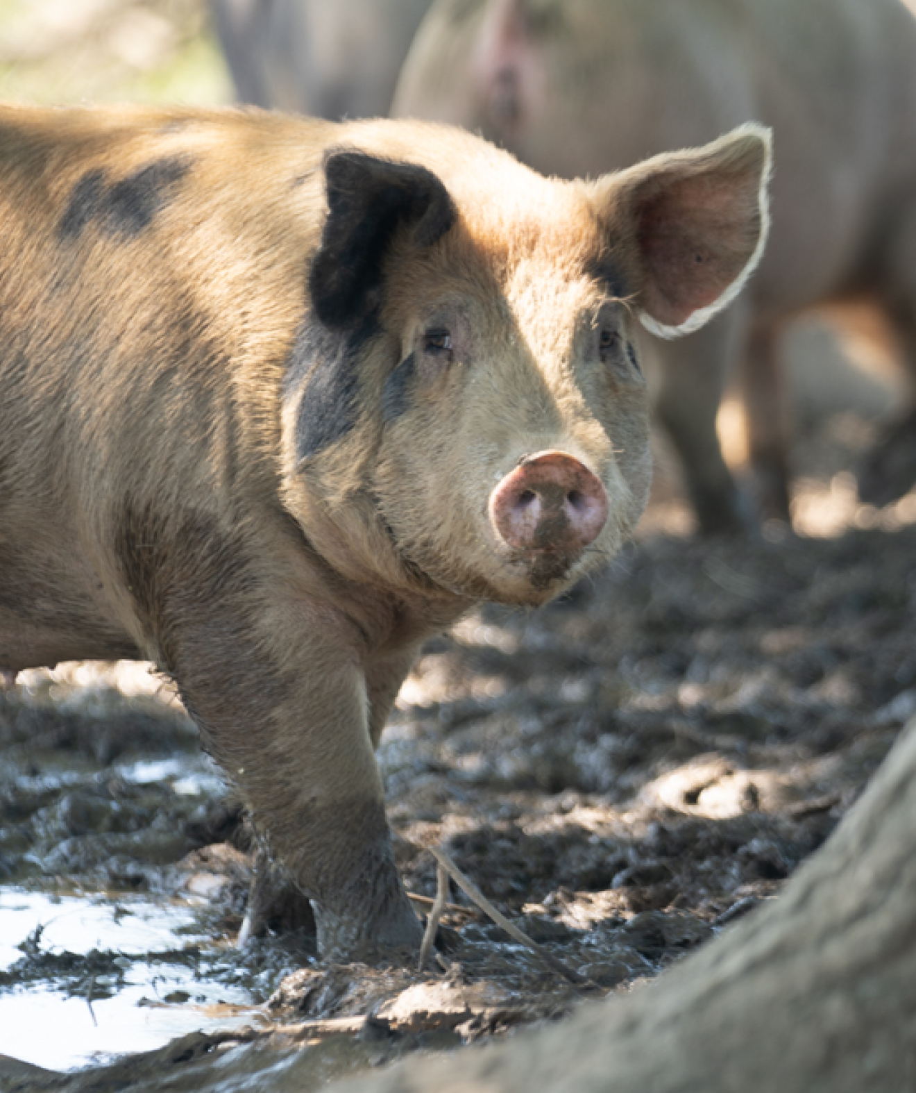 Large pig with dark markings standing in the mud looking into the camera.