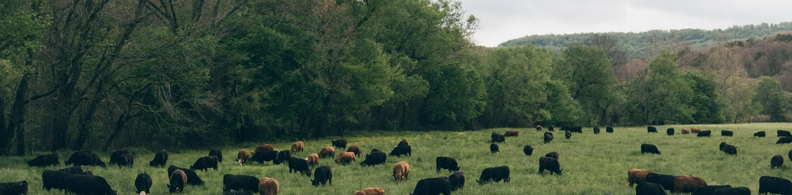 Landscape of black and brown cows grazing in a green field lined with green and brown trees.