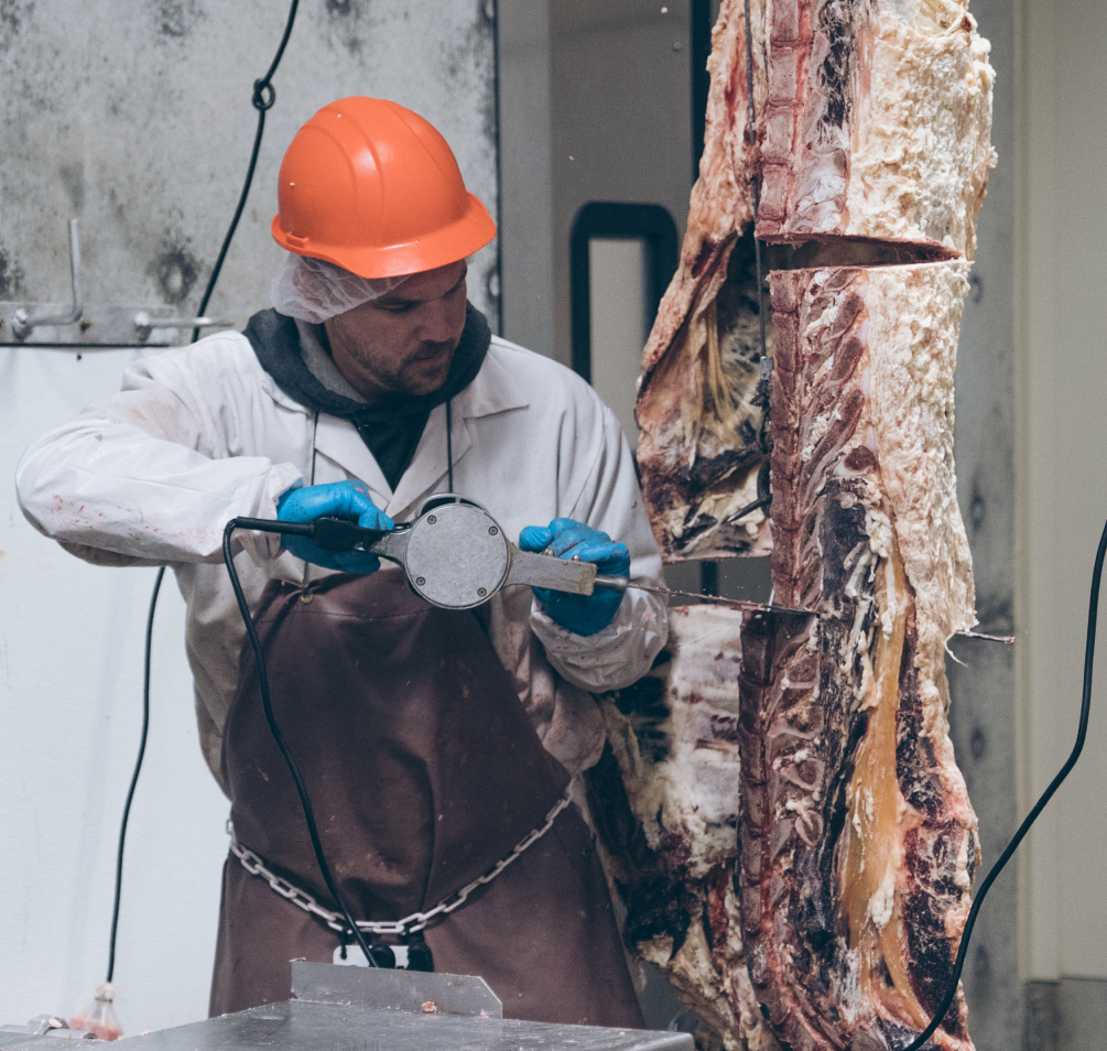 Man wearing protective gear using a saw on a hanging carcass in livestock processing facility.