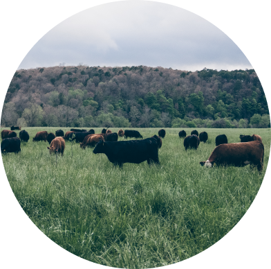 Icon of brown and black cows grazing in a green field lined with green trees.